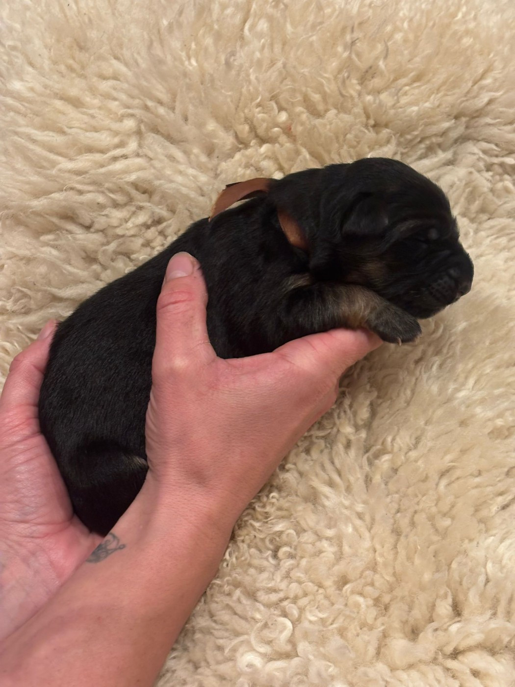 Des Bois Vitaleste - Chiots disponibles - Berger Allemand Poil Long