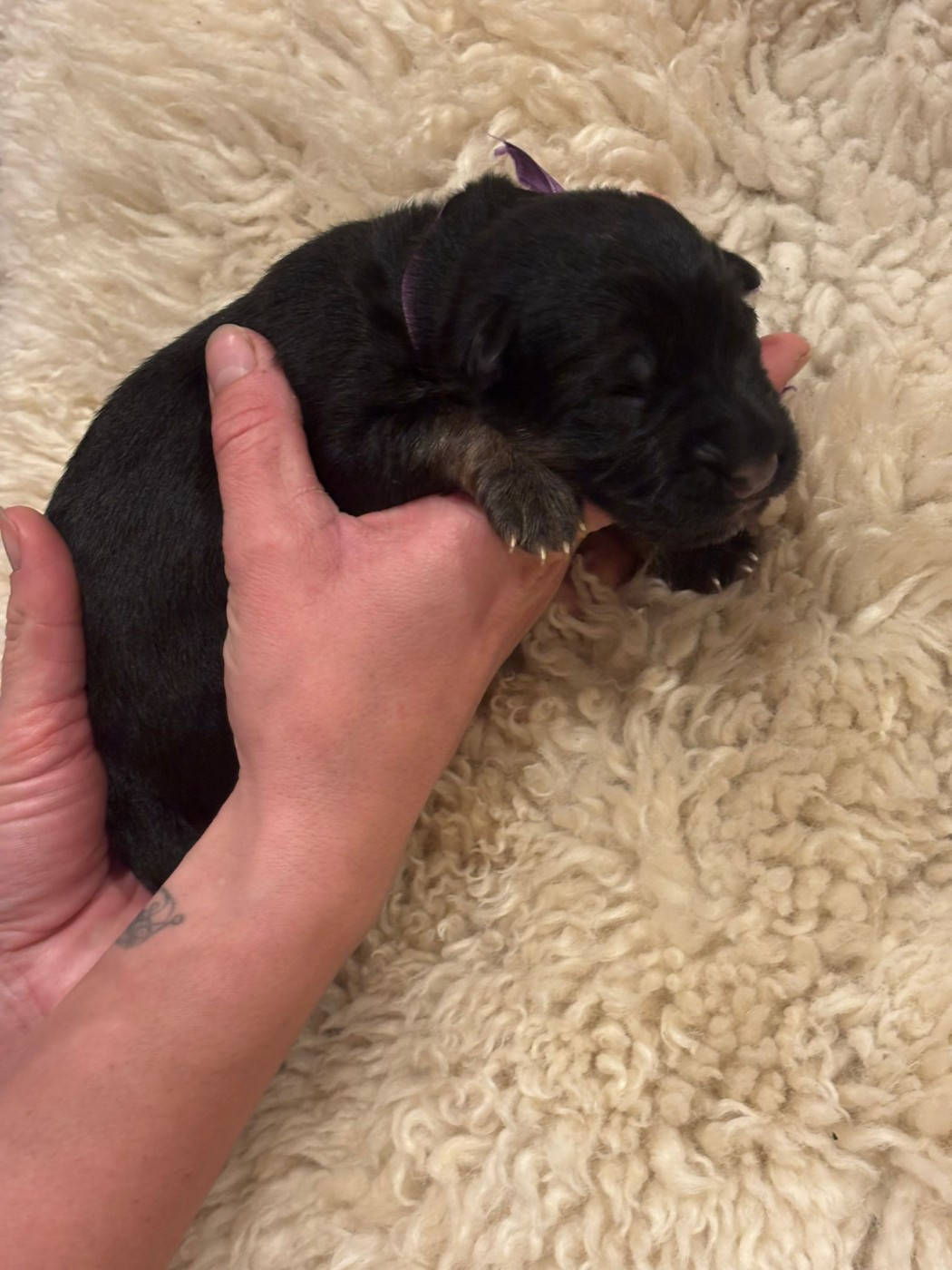 Des Bois Vitaleste - Chiots disponibles - Berger Allemand Poil Long