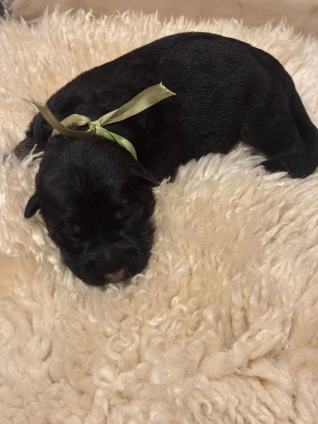 Des Bois Vitaleste - Chiots disponibles - Berger Allemand Poil Long