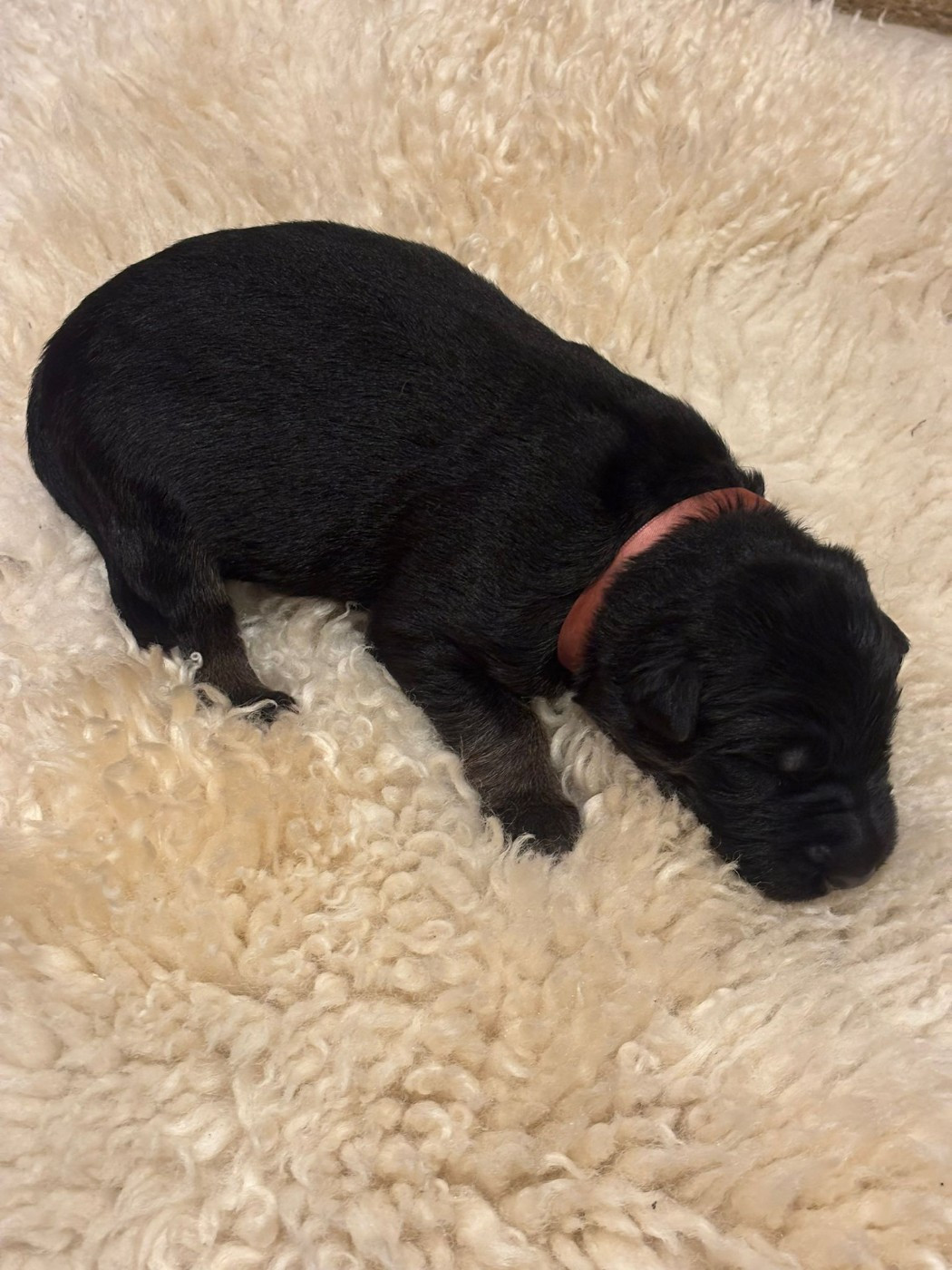 Des Bois Vitaleste - Chiots disponibles - Berger Allemand Poil Long