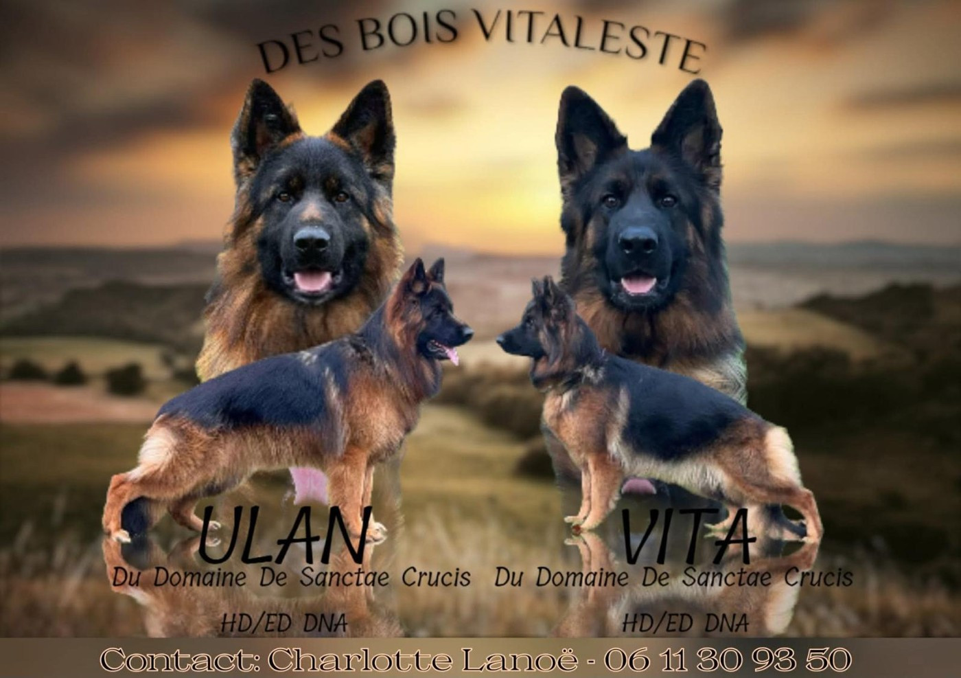 Chiot Berger Allemand Poil Long Des Bois Vitaleste