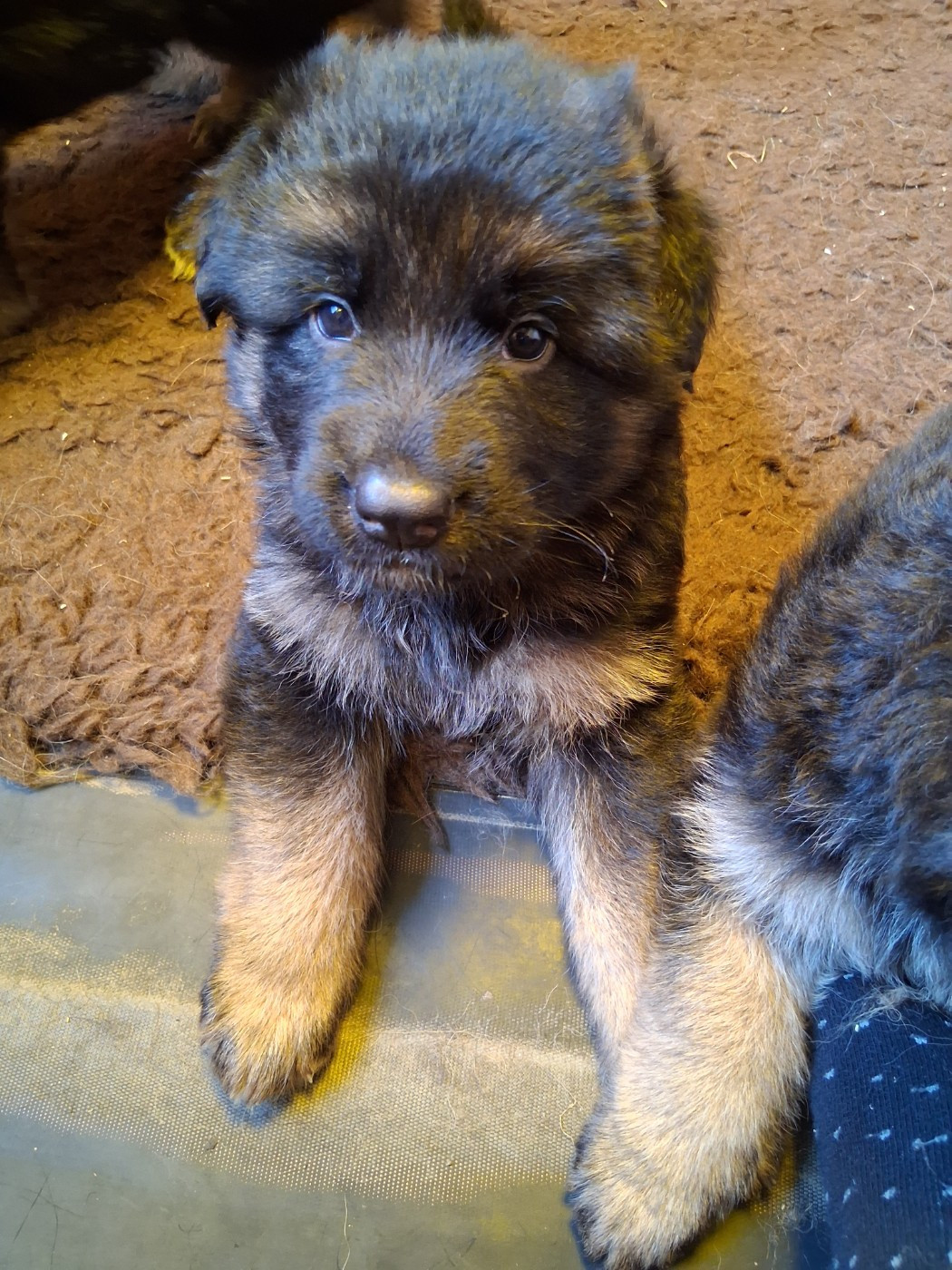 Des Bois Vitaleste - Chiots disponibles - Berger Allemand Poil Long