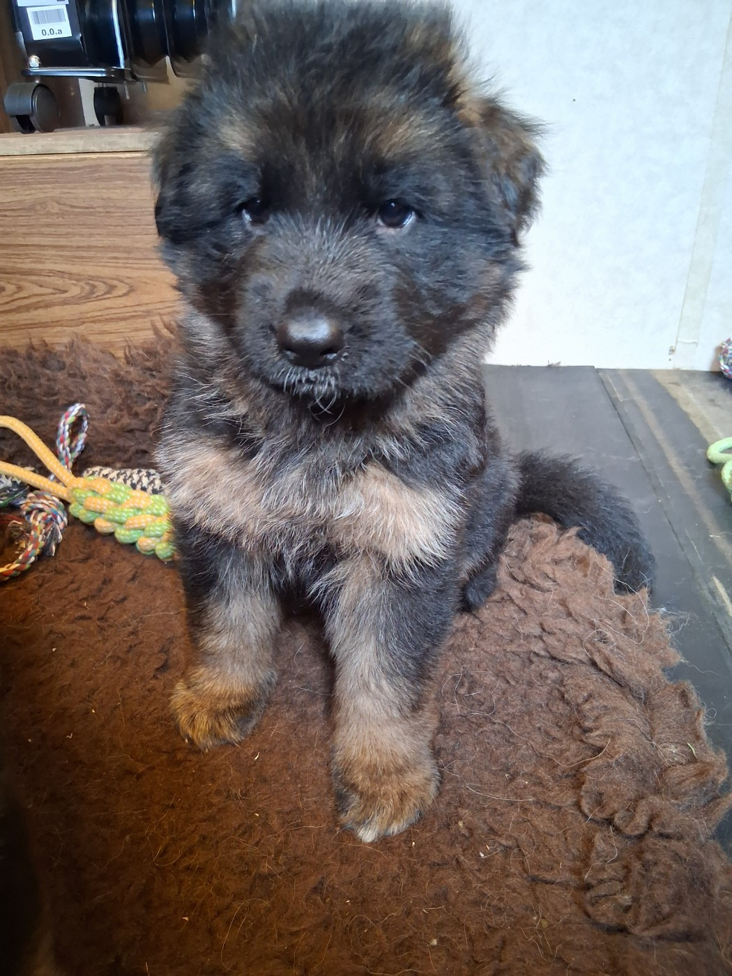 Des Bois Vitaleste - Chiots disponibles - Berger Allemand Poil Long